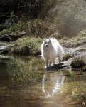 Cloëe RIDEZ - RIDEZ