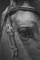 Paul PINTARD - PINTARD PHOTOGRAPHIE